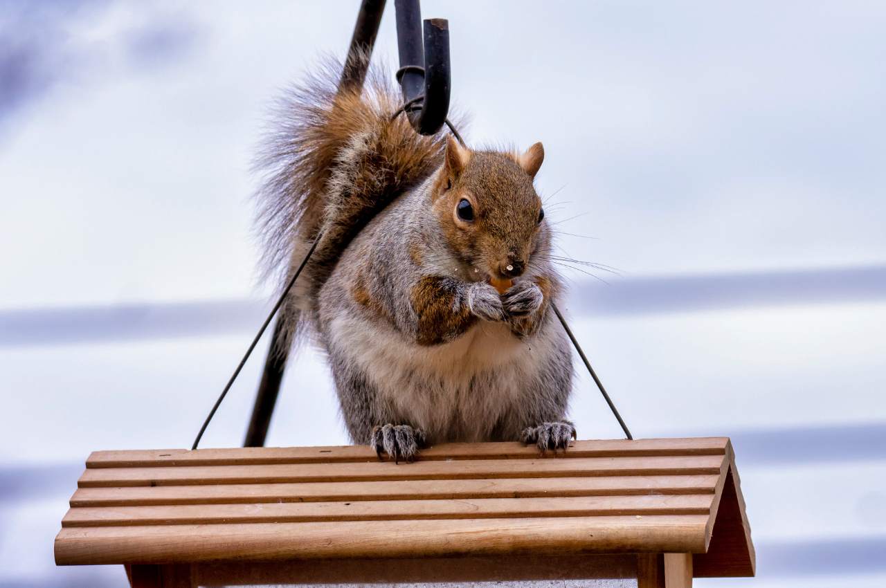 grey squirrel eating from a feeder